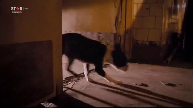 Хотел за кучета (2009) (бг аудио) (част 3) TV Rip Star Channel