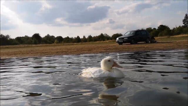 Super Chilled Duck is having a nice Mid Autumn Swim!