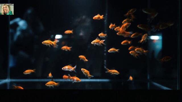 Άννα Βίσση - Χρυσόψαρα - златна рибка
