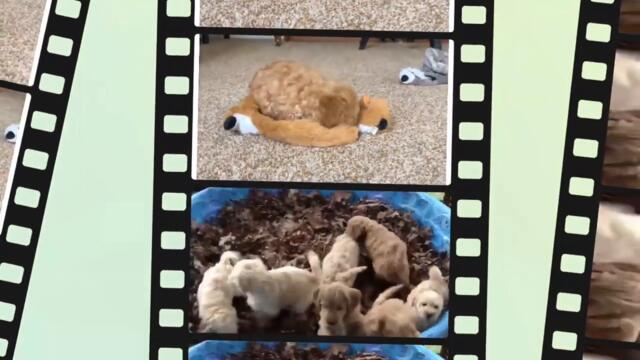 Do Goldendoodles shed? Goldendoodle Dog Breed Answers