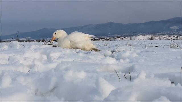 April's Winter, Day 2. Duck is out and about again.