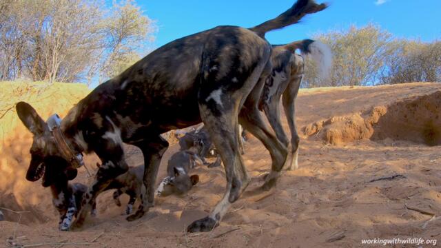 Rare footage of African Wild Dogs (Painted Wolves) returning to their den to feed puppies [4K GoPro]