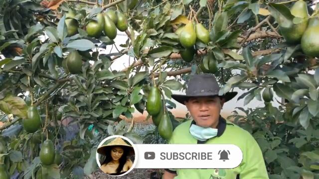#HOW to /LUAR BIASA DENGAN ALPUKAT BISA BIAYAI SEKOLAH DAN UNTUK UMROH ,SANGAT MULIA/avocado/tree