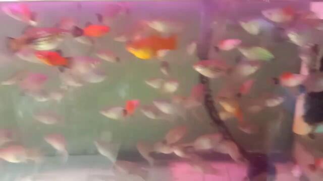 IKAN PLATY BIRU MICKEY MOUSE. go aquaScape