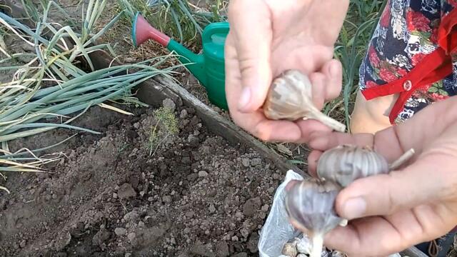 НЕ ВЫБРАСЫВАЙ СТАРЫЙ ЧЕСНОК ПОКА НЕ ПОСМОТРИШЬ ВИДЕО!!!