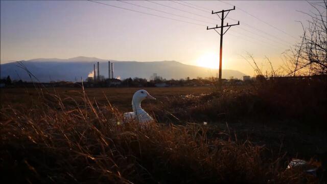 Duck is having another warm winter day out of town