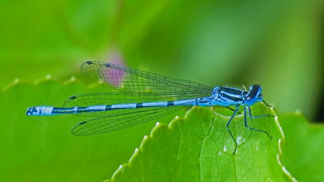 24 июля сделайте практику на Полнолуние! Возьмите землю и соль - избавьтесь от бед!