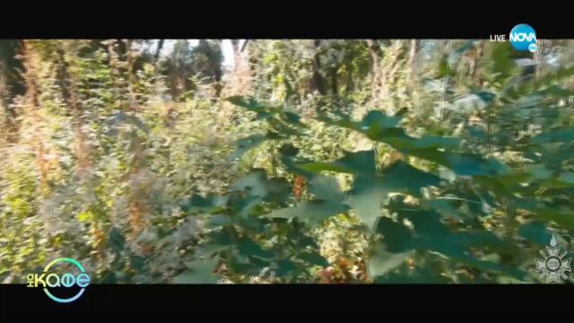 „Осинови герой” - Да се погрижим за изоставените исторически паметници и героите на България