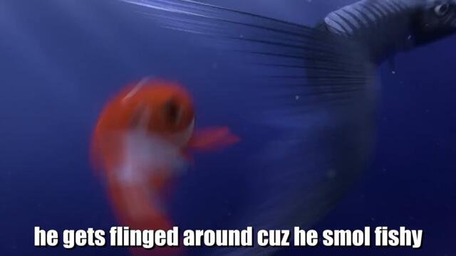 Finding Nemo explained by an idiot