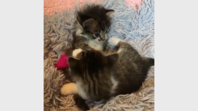 Funny Cat Videos 2021 Vol.28 🤣 Funny Cat Clips 😹 Cute Cat Videos