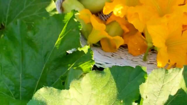 Млинці з кабачками#БабусиніРецепти#стравизкабачків#блюдозцвітом#налисникизсиром#рецепткабачків