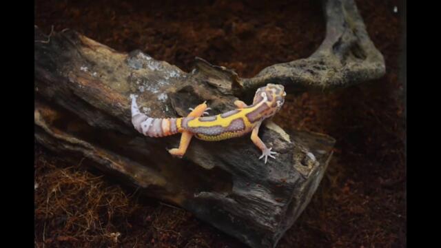 Gecko dan Cicak Cicak di Dinding | Lagu Indonesia Terpopuler Bag. 6