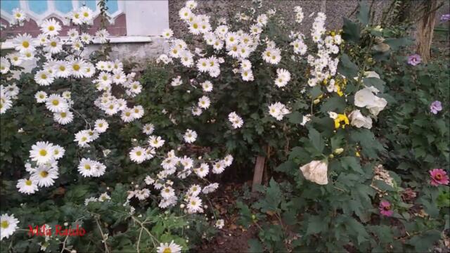 Доброе Утро! Ион Суручану 🌿 БУДУ Я САДОВНИКОМ в САДУ ЛЮБВИ ╰❥ @MobyLife