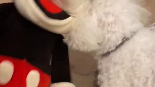 My Dog hates Mickey Mouse! 😂 #Shorts