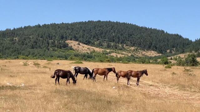 24 ЧАСА в горах Родопи, Болгария🇧🇬🔥