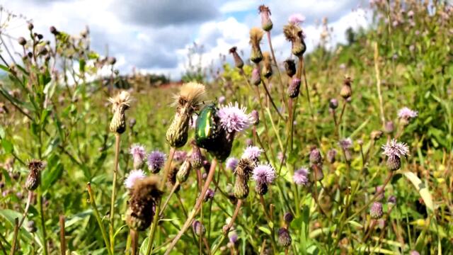 Золотистая бронзовка - 4К видео - Природа Вельска 2021