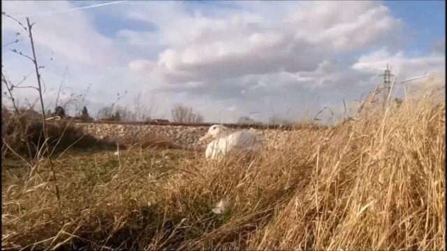 Duck is chilling around the rail road on a windy day