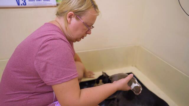 Трагедия с щенком. Вы тоже расплачетесь от этого видео 😭