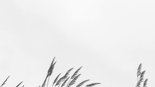 Africa but Not by Toto