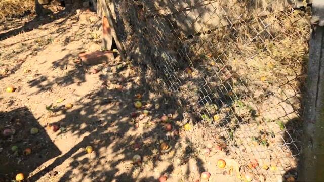 Кражба на мед от кошери. Нека всички  знаем, че ПЧЕЛИТЕ не правят мед за нас. И ние не знаем , кой