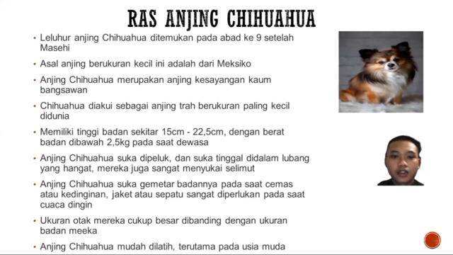 18 Agustus 2021_Iqbal Soli Azis Waloyo_Anjing Chihuahua_Ilmu Tilik Dan Tingkah Laku Hewan