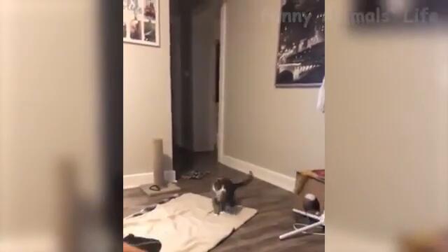 смешни животни компилация 2021