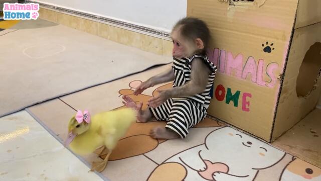 BiBi helps duckling princess escape from the Amee
