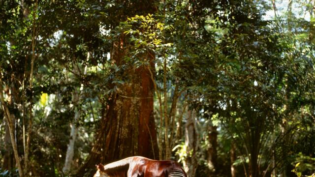 Okapi