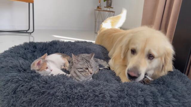 Golden Retriever Shocked by a Kittens occupying his bed!