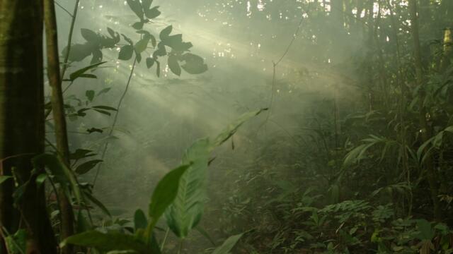 Pentral - Silent Trees (Official Video)