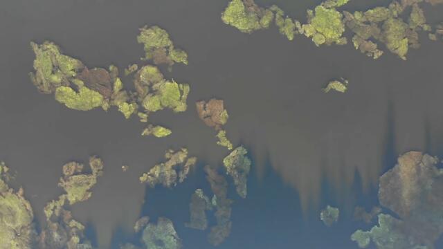 ТАЗИ СТРАННА ПРИМАМКА ги КОПАРДИСА! Ловя каракуда на плувка :)