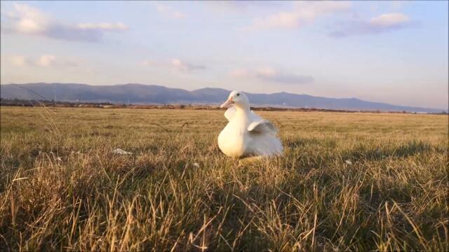 Day 2 of Spring: Duck is having a Sunbath
