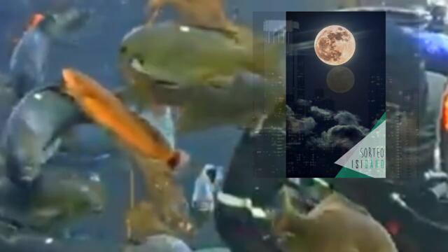 ПОЛНОЛУНИЕ 21 СЕНТЯБРЯ В БОЛЬШОЙ ВОДЕ