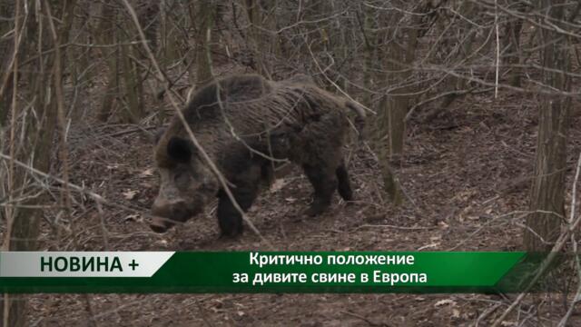 Новина плюс: Критично положение за дивите свине в Европа, автор: Георги Куситасев