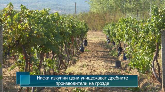 Ниски изкупни цени унищожават дребните производители на грозде