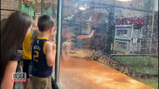 Gator Trainer Says She Leapt Into Cage to Save Her Own Life