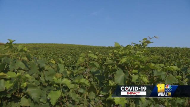 After 2 years of cancellations, Maryland Wine Festival returns