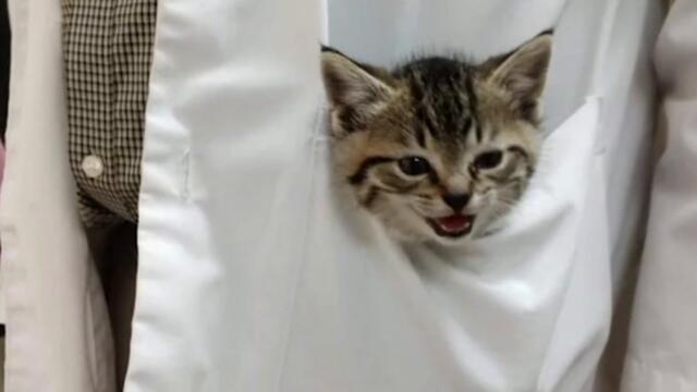 Один день из жизни ветеринара (3 серия)