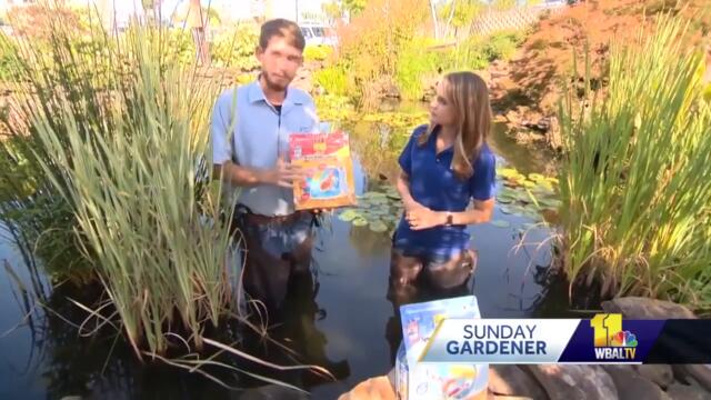 Sunday Gardener: Prepping pond fish for winter