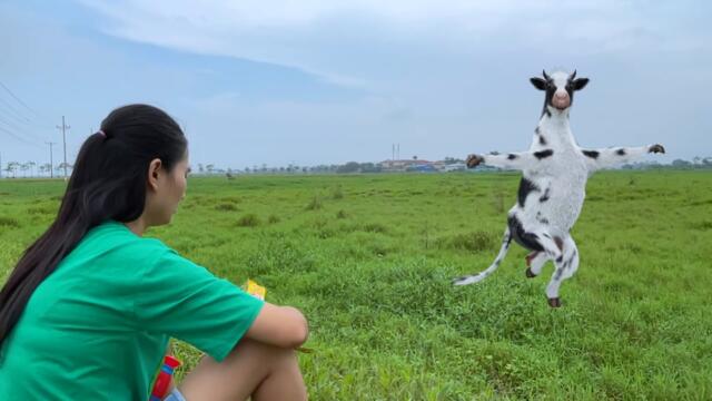 Siêu nhân chiến đấu với khủng long, cứu đàn bò của Changcady - Part 92