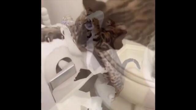 Кот и туалетная бумага))) Прикол - флэшмоб