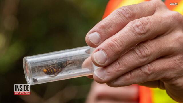 3rd ‘Murder Hornet’ Nest Found and Removed