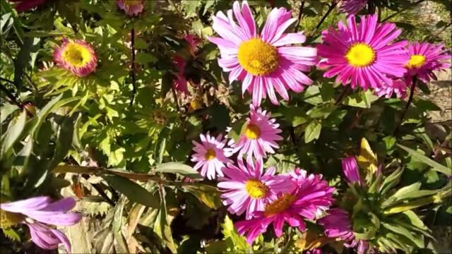 Ах, КАКАЯ ЖЕНЩИНА