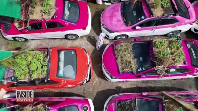 Old Taxi Cabs Turned Into Vegetable Gardens