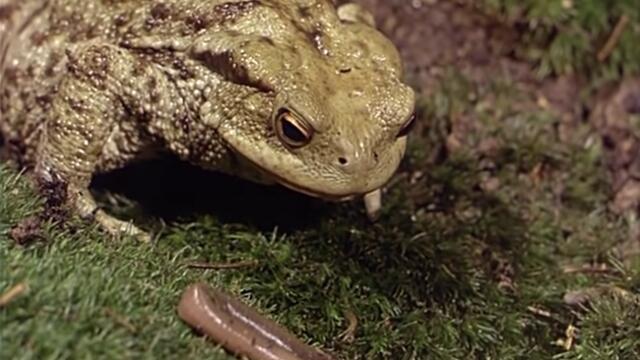 Neuroethology of Toads (Part 1 of 3; English): Behavioral Responses to Prey Features