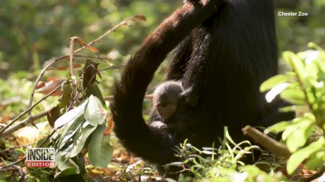 Birth of Colombian Spider Monkey Is Win for Breeding Program