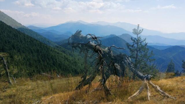 СЛАВЯНКА - ПЛЮШЕНАТА ЮЖНА ЧАРОВНИЦА НА БЪЛГАРИЯ