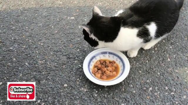 Dog family full video । baby dogs । cute big dogs animals.