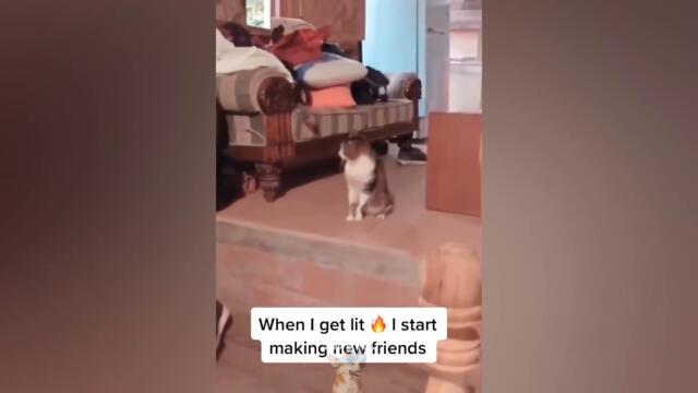 TRY NOT TO LAUGH IMPOSSIBLE - Funny Pet Reactions | Let's Pet