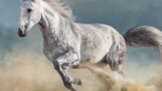 Kodjak kuchek, Орк. Диамант  Коджак Кючек